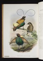 Monograph of the Paradiseidae, 1:197