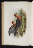 Red-necked Crake plate 78