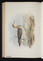 Upland Sandpiper, Maubèche des champs, Zarapito ganga plate 77