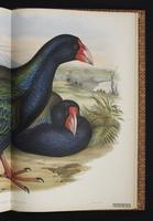 Takahe plate 76