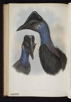 Dwarf Cassowary plate 72