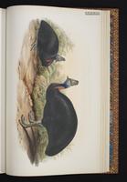Southern Cassowary plate 71