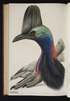 Southern Cassowary plate 70