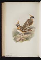 Spinifex Pigeon plate 69