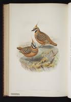 Spinifex Pigeon plate 68