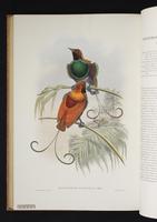 Monograph of the Paradiseidae, 1:193