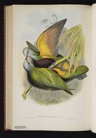 Wompoo Fruit Dove plate 67