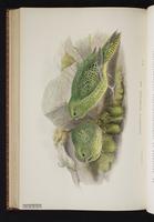 Night Parrot plate 66