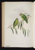 Double-eyed Fig Parrot plate 65