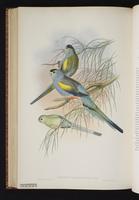 Golden-shouldered Parakeet, Golden-shouldered Parrot plate 64