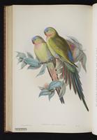 Princess Parrot plate 62