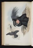 Palm Cockatoo plate 61