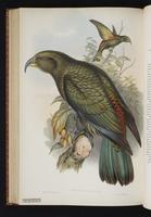 Kea plate 60