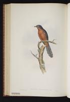 Chestnut-breasted Cuckoo plate 55