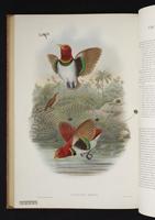Monograph of the Paradiseidae, 1:187