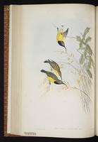 Olive-backed Sunbird plate 45