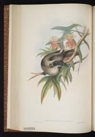 Helmeted Friarbird plate 44