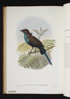 Monograph of the Paradiseidae, 1:183