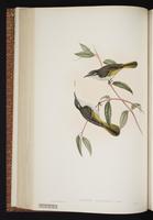 White-streaked Honeyeater plate 43