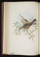 Tawny-breasted Honeyeater plate 42