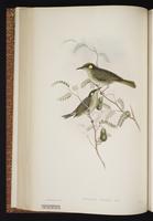 Yellow-spotted Honeyeater plate 41