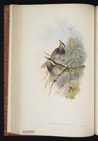 Mangrove Honeyeater plate 40