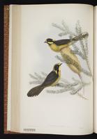 Yellow-tufted Honeyeater plate 39