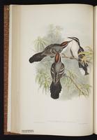 Chestnut-crowned Babbler plate 38