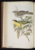Sunda Cuckooshrike plate 37