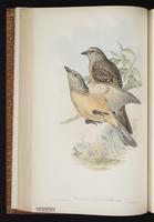 Fawn-breasted Bowerbird plate 36