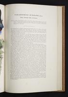 Monograph of the Paradiseidae, 1:180