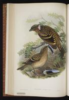 Western Bowerbird plate 35