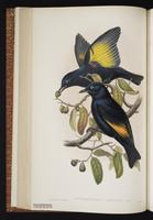 Satin x Regent Bowerbird plate 34