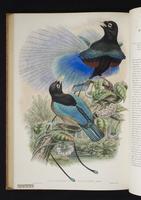 Monograph of the Paradiseidae, 1:179