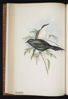 Metallic Starling plate 33