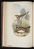 Chestnut-breasted Quail-thrush plate 32