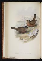 Island Thrush plate 31