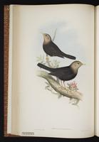 Island Thrush plate 30