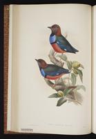 Red-bellied Pitta plate 29