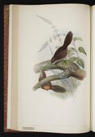 Rufous Scrubbird plate 26