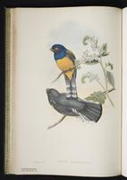 White-tipped quetzal plate 18