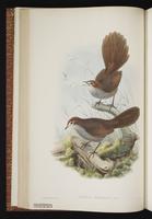 Eastern Bristlebird plate 25