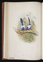 White-winged Fairywren plate 24