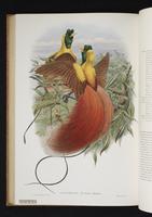 Monograph of the Paradiseidae, 1:175