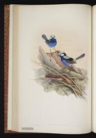 Splendid Fairywren plate 23