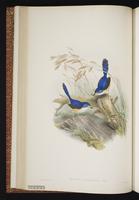 Lovely Fairywren plate 22