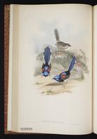 Lovely Fairywren plate 21
