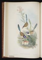 Purple-crowned Fairywren plate 20