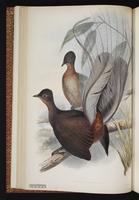 Albert's Lyrebird plate 19