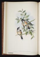 White-browed Robin plate 15